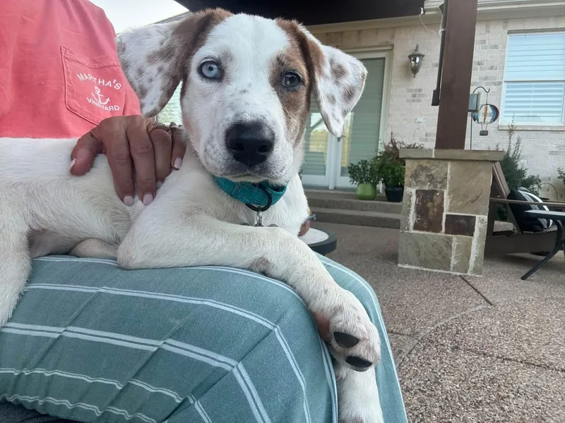 A young medium-sized female Australian Cattle Dog / Blue Heeler dog named Paisley for adoption in Southlake, TX