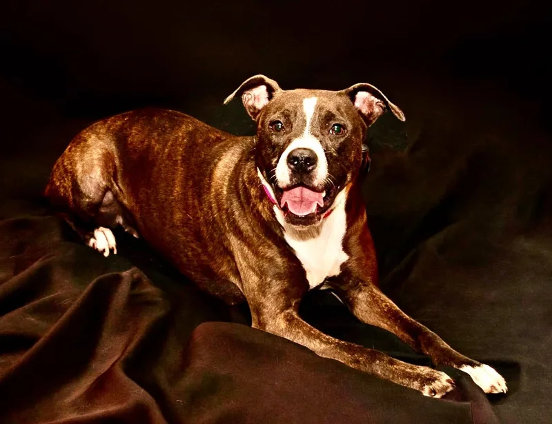 A young medium-sized female Mixed Breed dog named Dolly for adoption in Granite City, IL