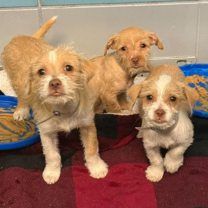 A baby small-sized male Chihuahua dog named Steinfeld for adoption in Tacoma, WA