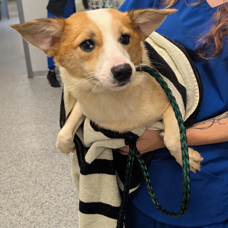 An adult medium-sized male White / Cream Mixed Breed dog named Fern for adoption in Greenville, SC