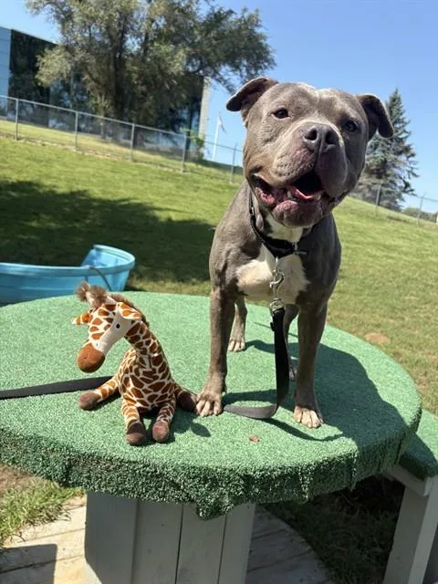 A young medium-sized male Boxer dog named Mineral for adoption in Omaha, NE