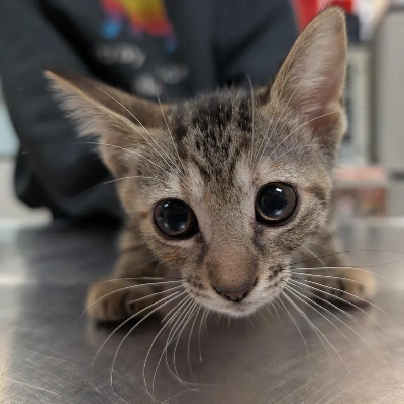 A baby small-sized female Brown / Chocolate Domestic Short Hair cat named Purrs! At The Disco for adoption in Titusville, FL