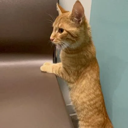 A young small-sized male Domestic Short Hair cat named Mr. Whiskers for adoption in Janesville, WI