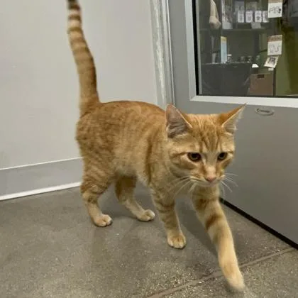 Mr. Whiskers thumbnail 2