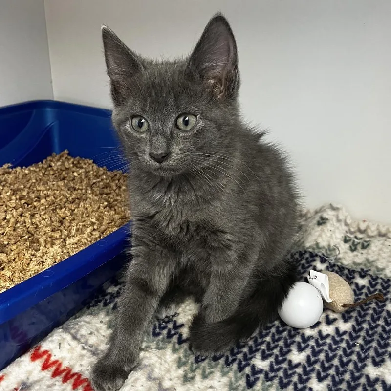 A baby small-sized male Gray / Blue / Silver Domestic Short Hair cat named Monopoly for adoption in Uniontown, PA