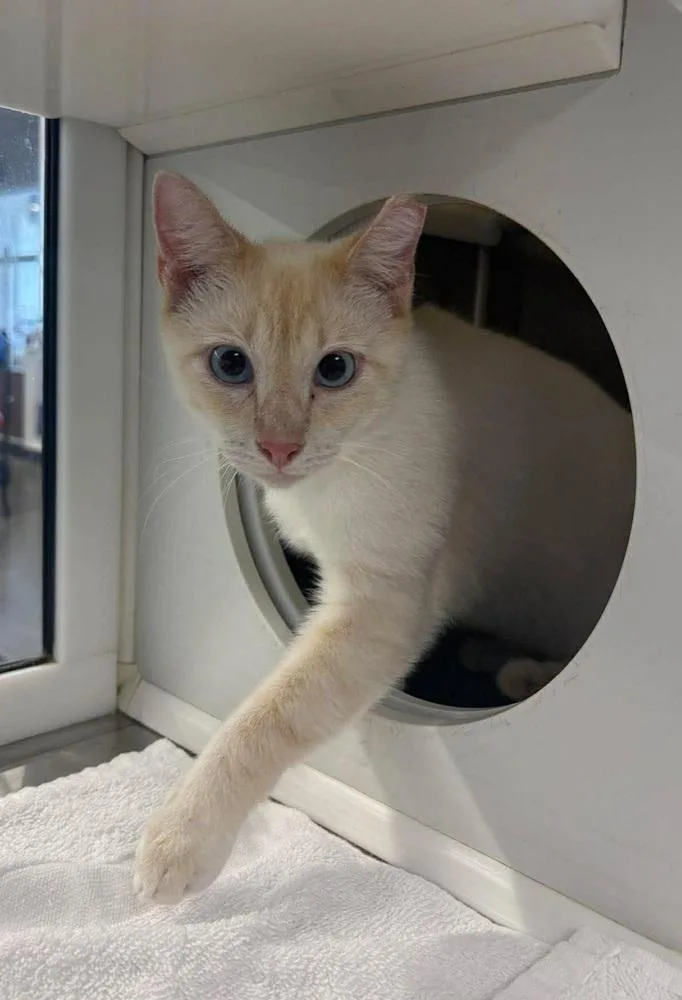 A young medium-sized male Domestic Short Hair cat named Chandler for adoption in Wilson, NC