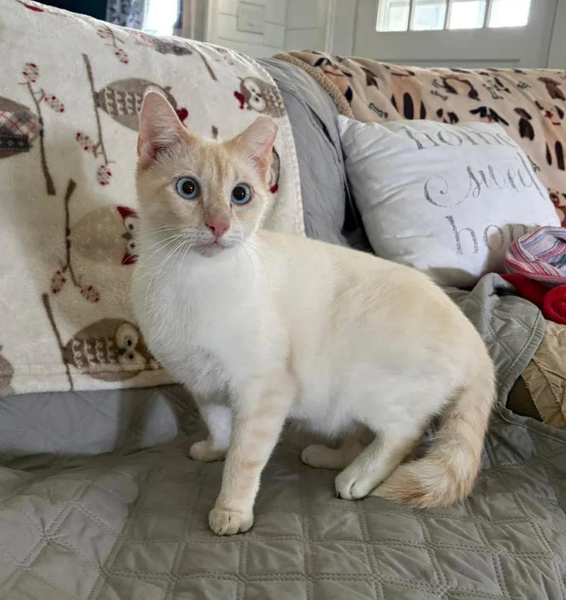 Chandler thumbnail 2