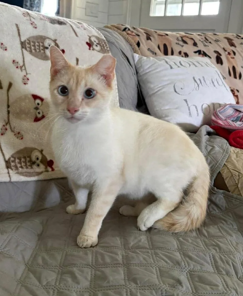 Chandler thumbnail 4