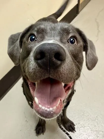 Turbo Biscuit thumbnail 2