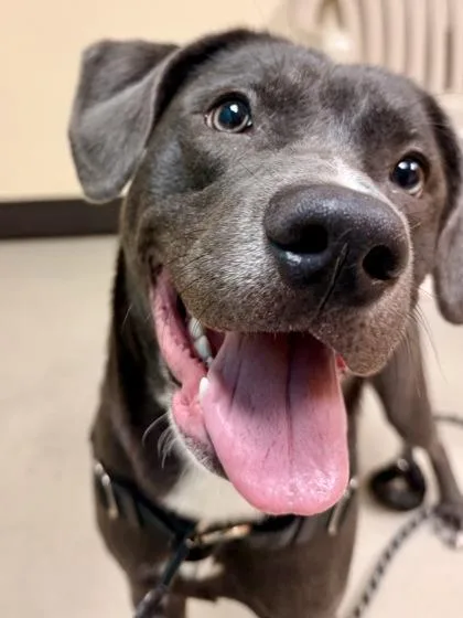 Turbo Biscuit thumbnail 3