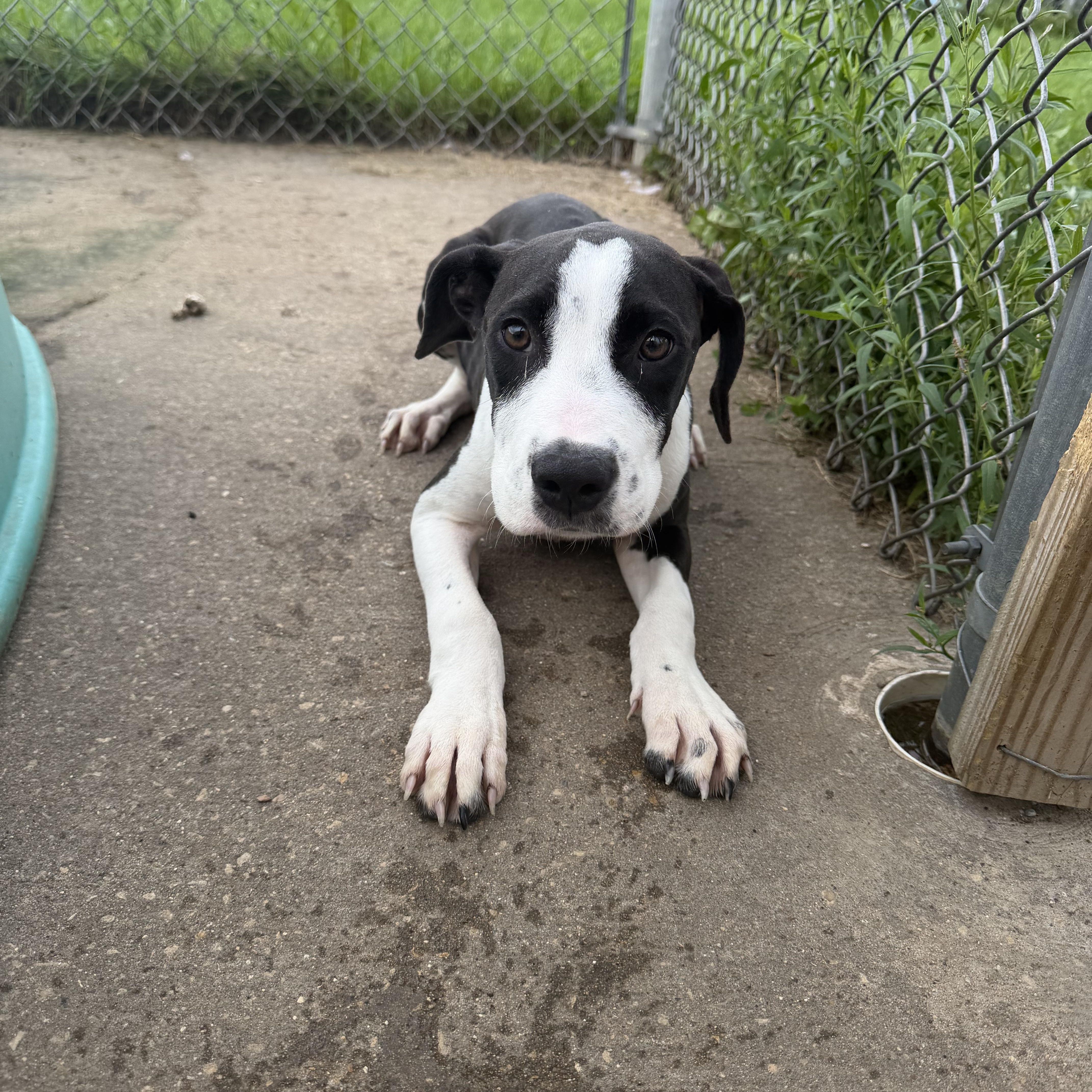 A baby medium-sized male Terrier dog named Ham for adoption in Dodgeville, WI