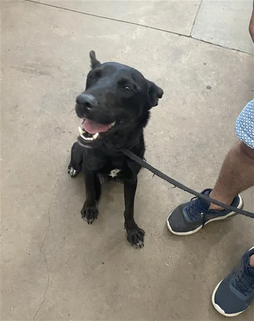 A young large-sized female Mixed Breed dog named Maple for adoption in Dallas, TX