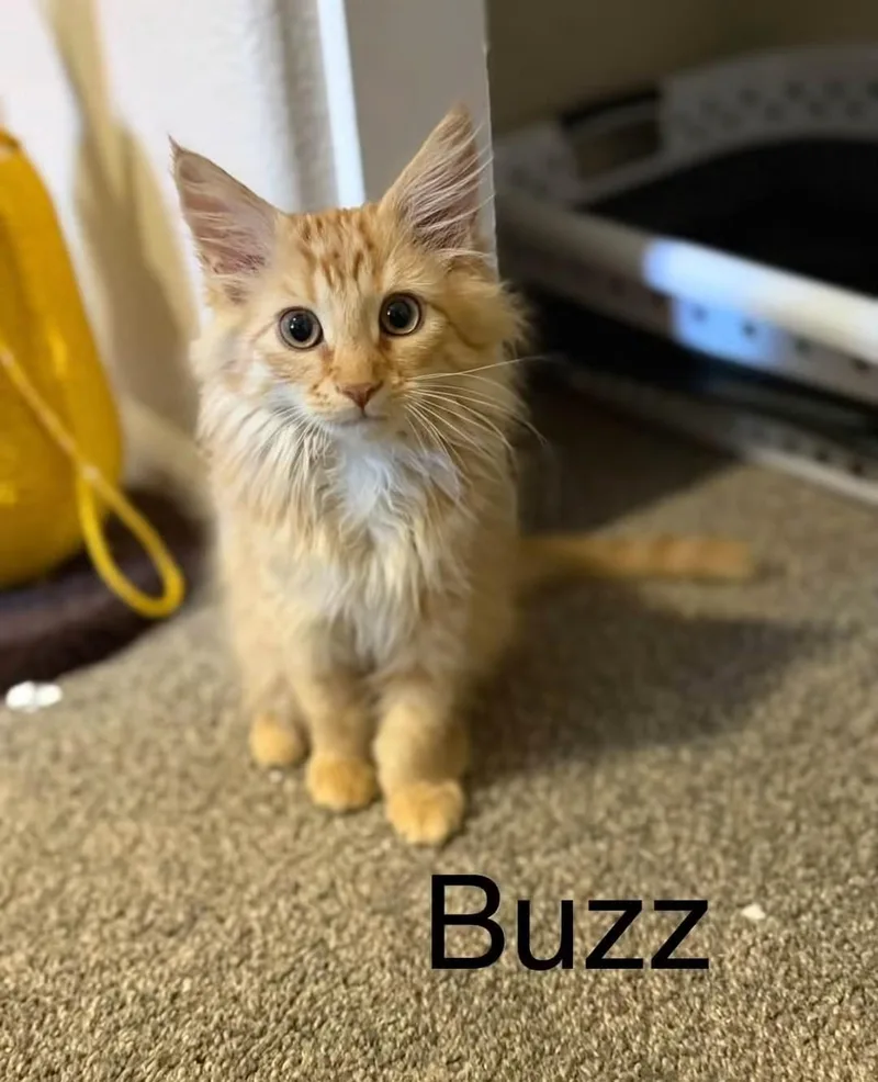 A baby medium-sized male Domestic Medium Hair cat named Buzz for adoption in Reno, NV
