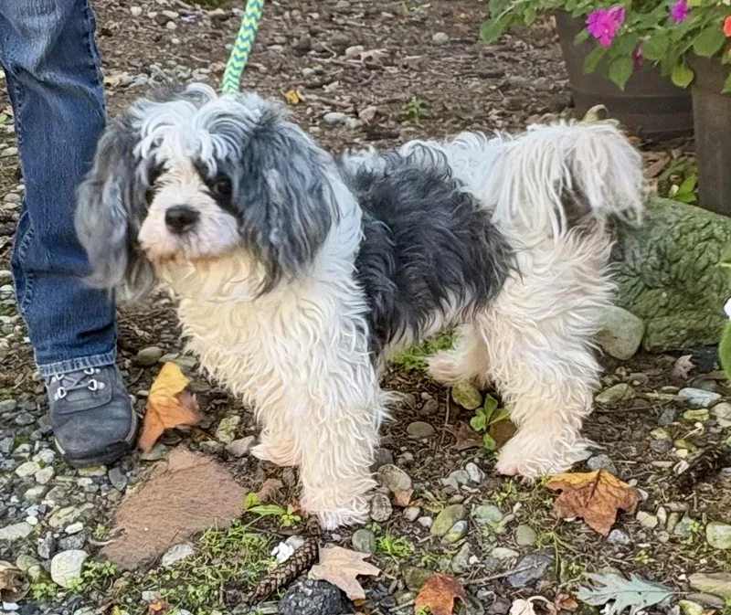 A young small-sized female Shih Tzu dog named Polly for adoption in Warren, NJ