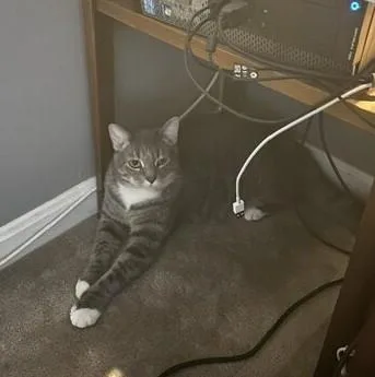 A young large-sized male American Shorthair cat named Stix for adoption in Medford, MA