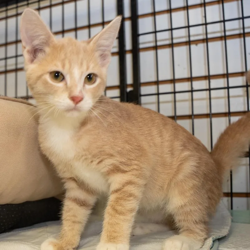 A baby small-sized male Buff / Tan / Fawn Domestic Short Hair cat named Wilson for adoption in Pawling, NY