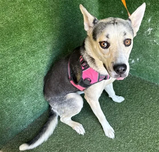 A young medium-sized female Siberian Husky dog named Judith for adoption in Lancaster, CA