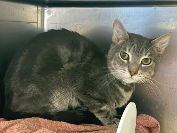 A young medium-sized male Domestic Short Hair cat named Biscotti for adoption in New York, NY