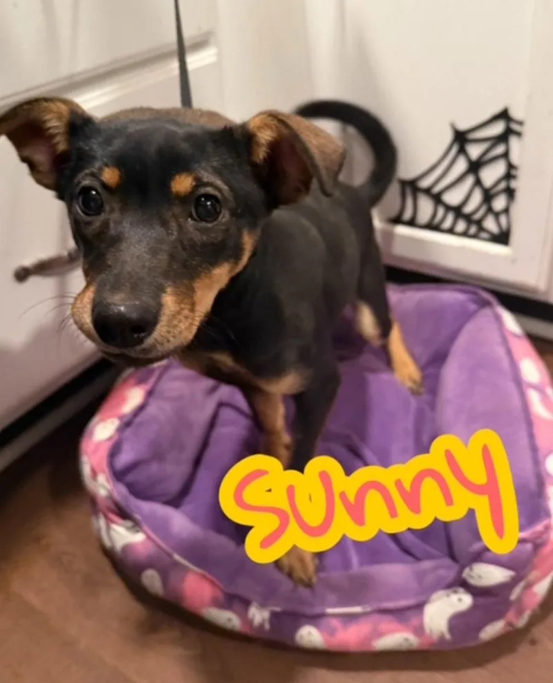 A young medium-sized female Miniature Pinscher dog named Sunny for adoption in Hollywood, MD