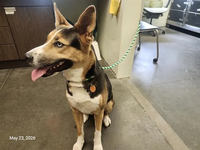 A young medium-sized female Siberian Husky dog named Luna for adoption in Santa Cruz, CA