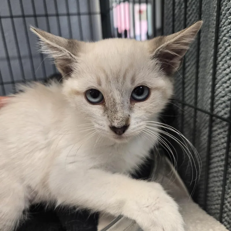 A baby small-sized female Cream / Ivory Siamese cat named Lapis for adoption in Desert Hot Springs, CA