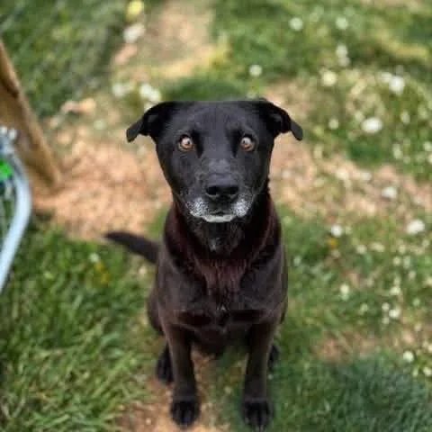 An adult medium-sized male Black Labrador Retriever dog named Jeremy for adoption in Alexandria, VA