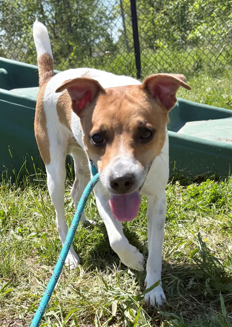 An adult small-sized male Jack Russell Terrier dog named Jack for adoption in Iowa City, IA