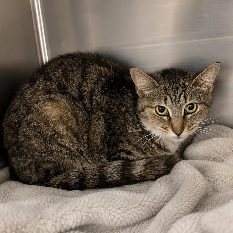 An adult small-sized female Domestic Short Hair cat named Lemon for adoption in Corbin, KY