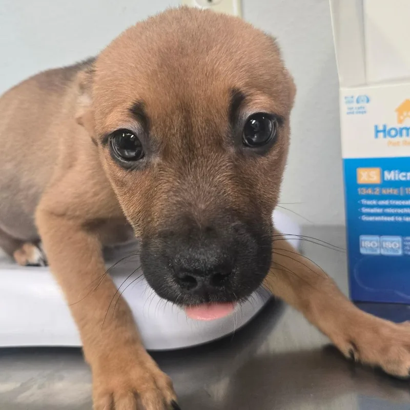 A baby small-sized male Brown / Chocolate Terrier dog named Star Lord for adoption in San Jacinto, CA