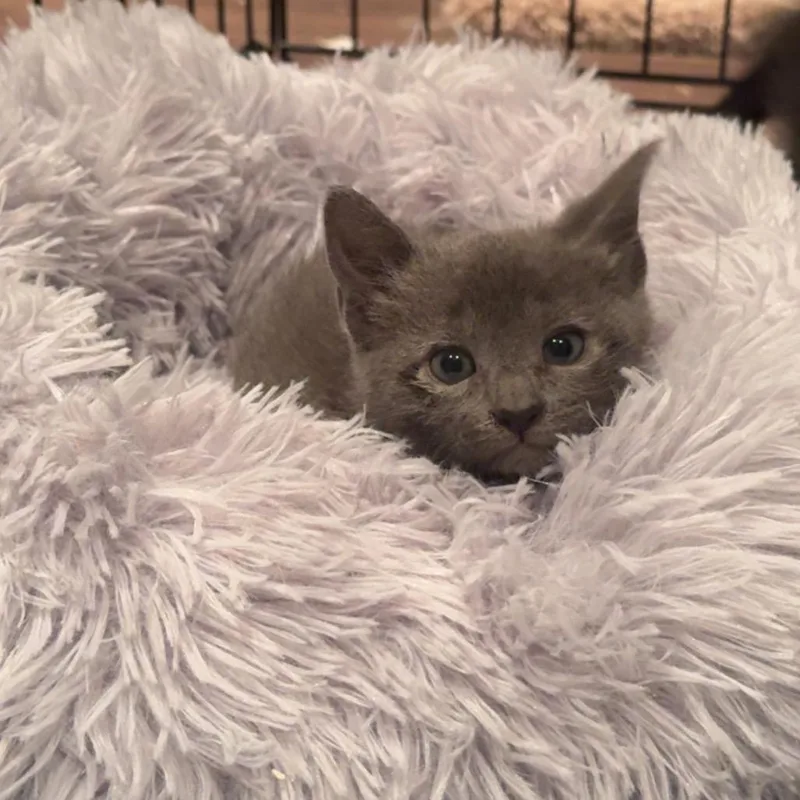 A baby small-sized female Gray / Blue / Silver Domestic Short Hair cat named Guacamole for adoption in Middle Village, NY