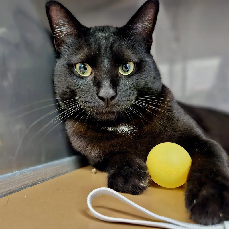 A young medium-sized male Black Domestic Short Hair cat named Sylvio for adoption in Oakland, CA
