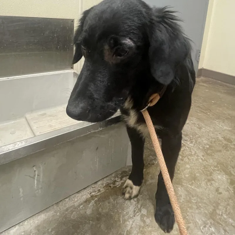 A young medium-sized male Labrador Retriever dog named Skunk for adoption in Palestine, TX