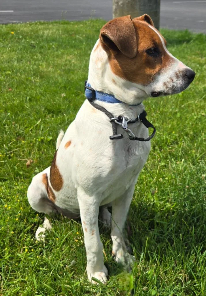 A baby medium-sized female Hound dog named Lady for adoption in Sandusky, OH