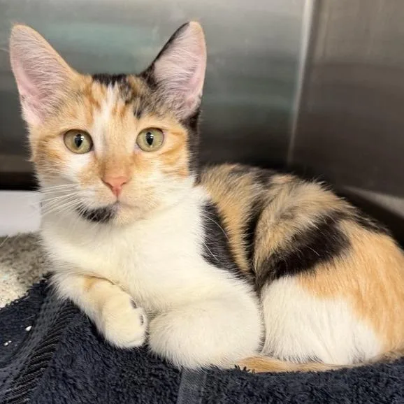 A baby small-sized female Domestic Short Hair cat named Kate for adoption in Los Angeles, CA