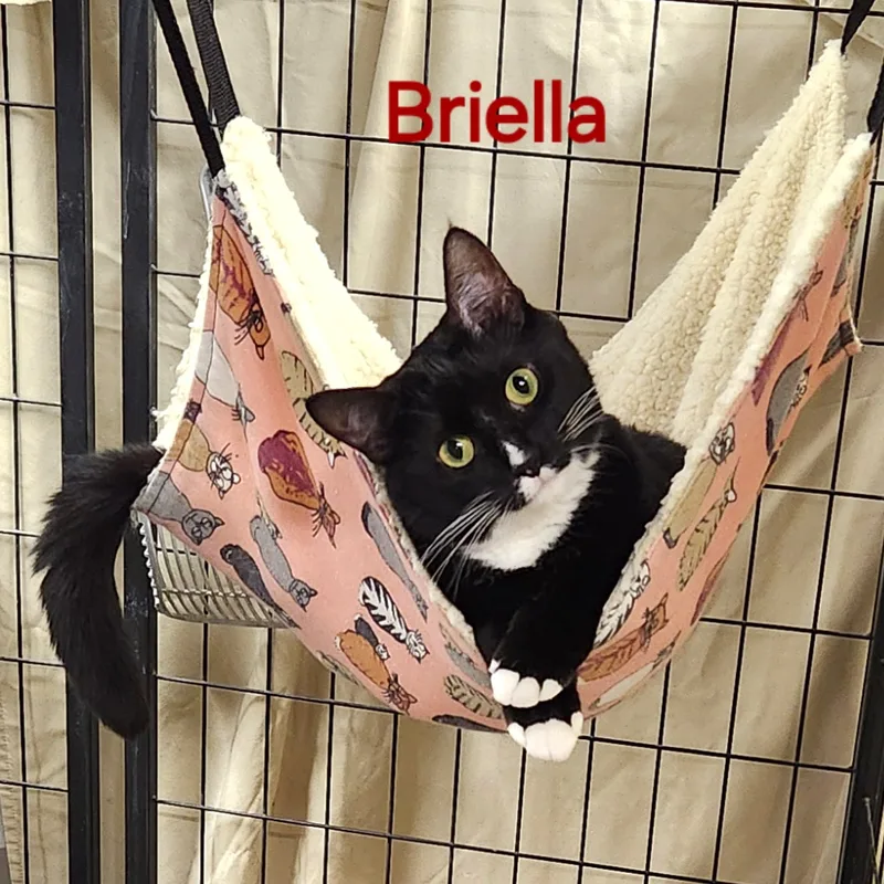 Briella