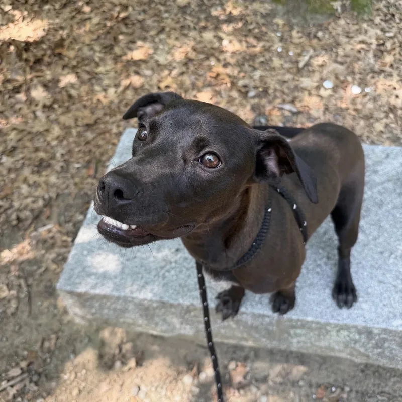 A young medium-sized female Gray / Blue / Silver Labrador Retriever dog named Deloris for adoption in Cumberland, RI
