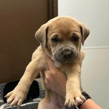 A baby small-sized female Yellow / Tan / Blond / Fawn Mixed Breed dog named Telluride for adoption in Durango, CO