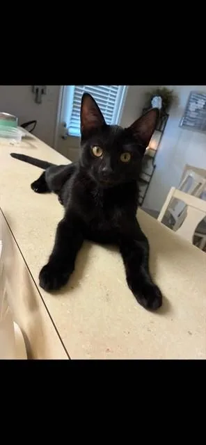 A young small-sized male Domestic Short Hair cat named Harlow for adoption in Conroe, TX
