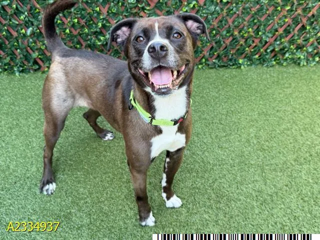A young large-sized female Mixed Breed dog named Ladybird for adoption in West Palm Beach, FL