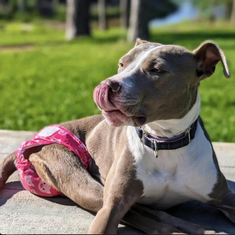 Shea Butter thumbnail 2