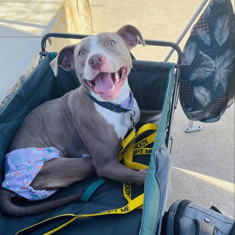 Shea Butter thumbnail 3