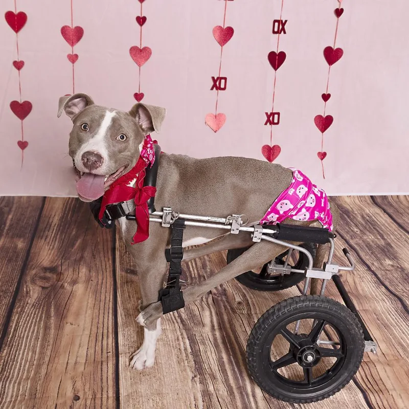 Shea Butter thumbnail 4