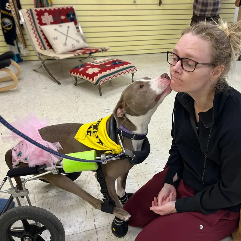 Shea Butter thumbnail 5