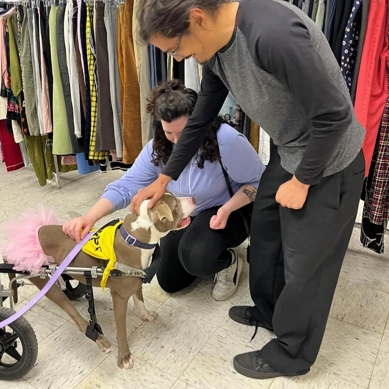 Shea Butter thumbnail 6