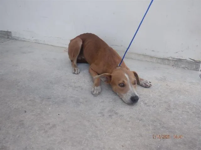 A young medium-sized male Terrier dog named Ross for adoption in Miami, FL