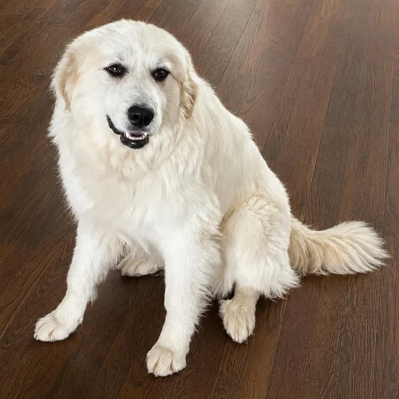 A young medium-sized female Great Pyrenees dog named Poppy Posy for adoption in Atlanta, GA