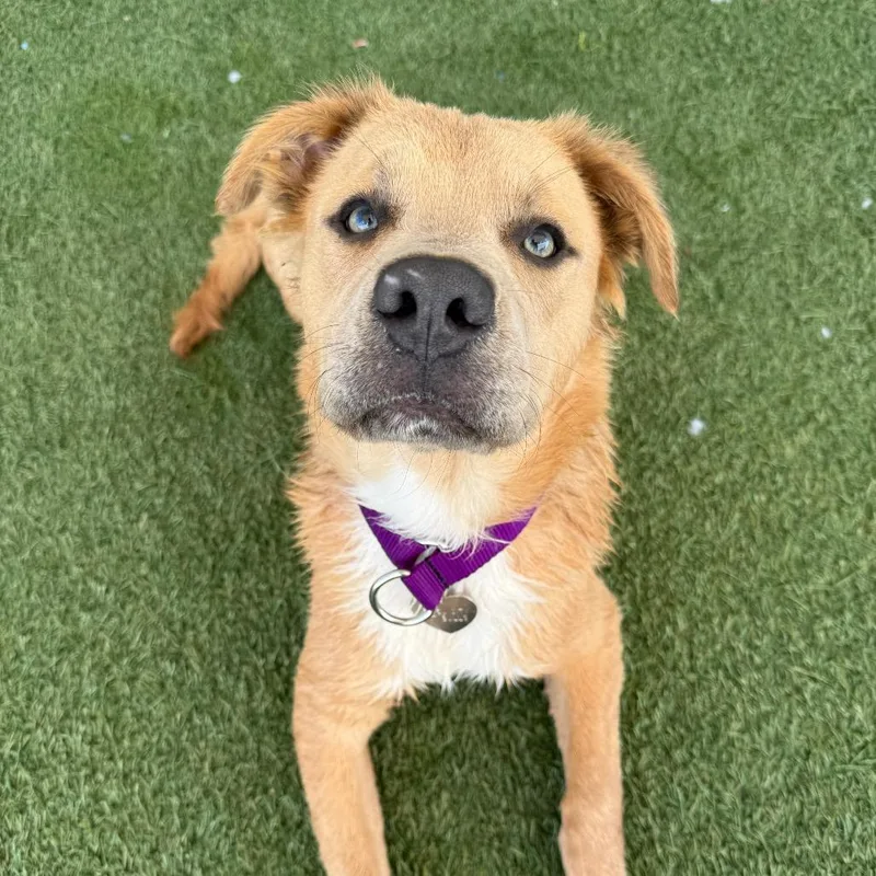 A young medium-sized male Yellow / Tan / Blond / Fawn Pit Bull Terrier dog named Timber for adoption in Los Angeles, CA