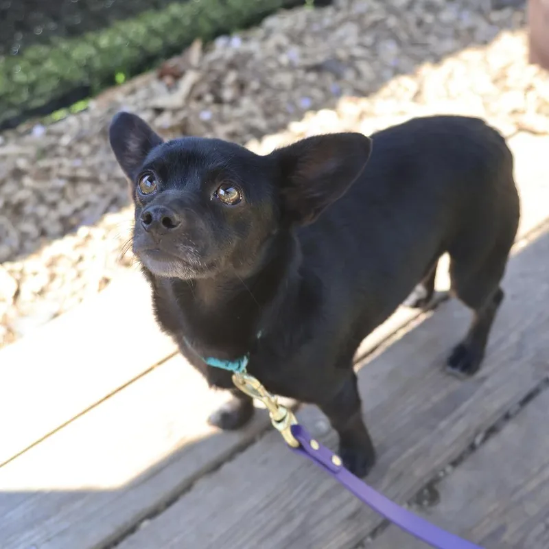 An adult small-sized female Black Chihuahua dog named Eden for adoption in Briarcliff Manor, NY