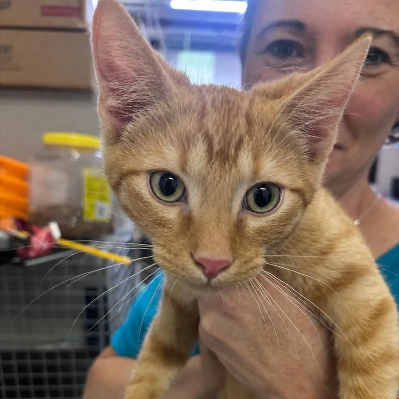 A baby small-sized male Orange / Red Domestic Short Hair cat named Kovu for adoption in Mocksville, NC