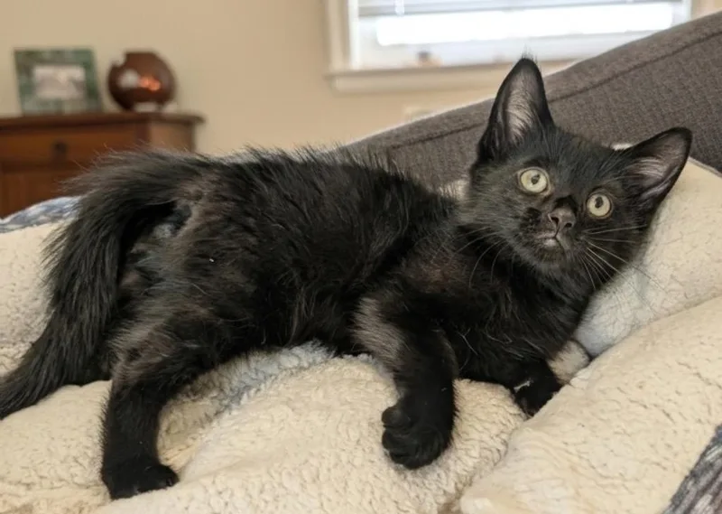 A baby small-sized male Domestic Medium Hair cat named Jonas for adoption in Fort Myers, FL